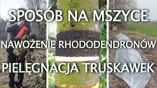 Zielone Pogotowie radzi sposoby na mszyce nawożenie rododendronów i pielęgnacja truskawek [upl. by Drawoh126]