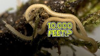 A Multitude of Myriapods  HowFascinating ep14 [upl. by Weinstein272]