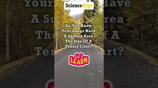 How Big Are Your Lungs The Tennis CourtSized Surface Area science facts trending viralshorts [upl. by Waine]