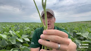 Late July Soybean Scouting [upl. by Negrom636]