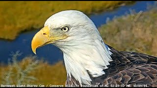 10924Male BE flying lands on piling with his fish Female D72 on the nest Banded in 2013 in NJ [upl. by Nickelsen203]