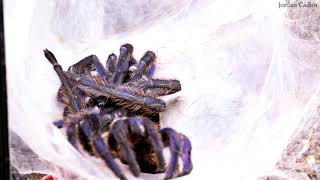 Chromatopelma cyaneopubescens Greenbottle blue tarantula molting process timelapse [upl. by Brinn]