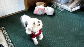 Bichon Frise quotMickeyquot Barking [upl. by Teece]