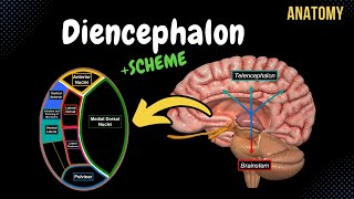 Diencephalon Anatomy Thalamus Epithalamus Subthalamus Metathalamus Hypothalamus [upl. by Romona89]