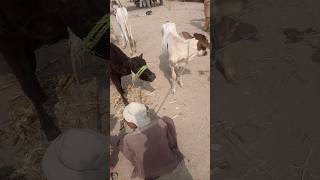 POTONG sapi Qurbani IDUL IDHA SIMULASI POTONG Unta [upl. by Kinnon106]