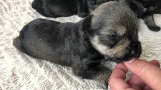 🐶 4 week old Mini Schnauzer puppies starting to walk [upl. by Elexa]