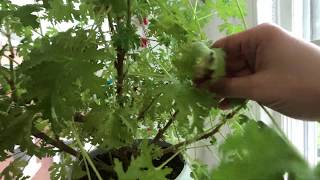 How to grow Indoor Citronella Plants and propagate them [upl. by Quinton234]