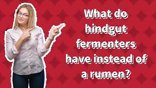 What do hindgut fermenters have instead of a rumen [upl. by Yttam]