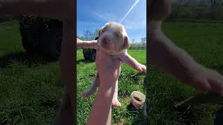 Heavenly LEMONS Beagle puppies in the sunny sunshine [upl. by Fishman31]