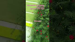 satisfying gardening videoindoor planttoptrending viralvideo viralshort [upl. by Kessel]