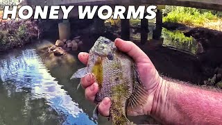 Berkley Powerbait Power Honey Worms Creek Fishing [upl. by Shaer]