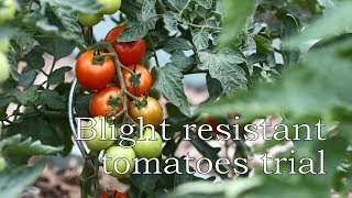 What varieties of tomatoes should you grow outside [upl. by Harlow]