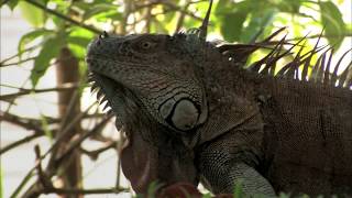 AGUAS TRANQUILAS  Documental Naturaleza HD 1080p  Grandes Documentales [upl. by Ringe]