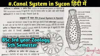 Canal System of Sycon in Hindi  BSc 3rd year Zoology 5th Semester first paper [upl. by Buyse]