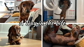 A day in the life of a mini dachshund puppy [upl. by Oirramaj38]