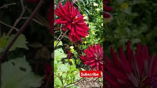 dahlias garden gardening flowertypes nature asmr [upl. by Nowell951]