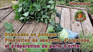 Dimanche au potager  Plantation chayotte dognions et préparation du purin dortille [upl. by Kaliski]