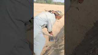 Elderly man working hard tilling wheat field hardwork elderly wheat elderlypeople shorts [upl. by Modla216]