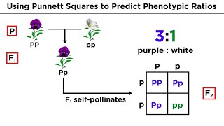 Mendelian Genetics and Punnett Squares [upl. by Allehs]