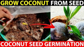 How To Grow Coconut Tree At Home  Coconut Seed Germination In Cocopeat [upl. by Irina]