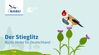 Der Stieglitz Vogel des Jahres 2016 [upl. by Ahgiel512]