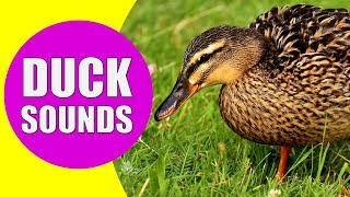 DUCK SOUNDS FOR KIDS  Quacking Sounds of Ducks Duck Sound Effects and Calls [upl. by Ameen]