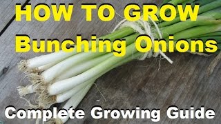 How To Grow Bunching Onions  Complete Growing Guide [upl. by Eerehc933]