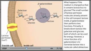 The lac Operon Process Animation from Microbiology 2e [upl. by Noella]