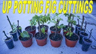 How To Transplant Fig Cuttings Into Larger Containers [upl. by Ilyah]