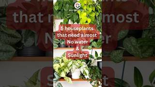 5 Houseplants that need almost No Water and Sunlight houseplants snakeplant moneyplant [upl. by Kathryn300]