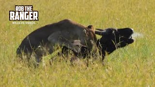 Lions Catch A Buffalo In Long Grass  Maasai Mara Safari  Zebra Plains [upl. by Viguerie]