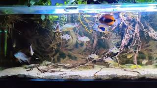 Geophagus  Uaru cichlids [upl. by Gaspar]