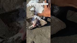 Found a pregnant devilfish on the beach pregnant devilfish fish fishing beach rescueanimals [upl. by Haonam]