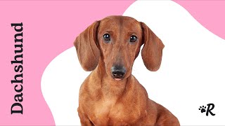 Everything You Want to Know About Dachsunds [upl. by Tesler]