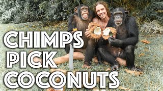 Chimps Pick Coconuts with Kody Antle  Myrtle Beach Safari [upl. by Anovahs]