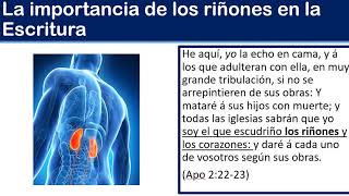 LA IMPORTANCIA DE LOS RIÑONES EN LA ESCRITURA [upl. by Charo941]