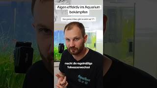 Beachte das bei einer Algenbekämpfung in deinem Aquarium  Algen im Aquarium bekämpfen [upl. by Nylirehc762]