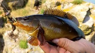 Wrasse fishing Brixham [upl. by Devondra]