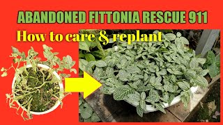 Easy way fittonia plant care and propagation at home tutorial [upl. by Sari]