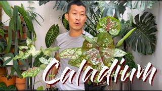 Caladium Care Tips and Propagation  WITH UPDATES [upl. by Arriat681]