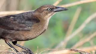 Greattailed Grackle 9 February 2024 [upl. by Ayarahs]