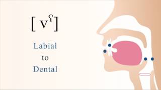 vˁ  voiced pharyngealized labiodental non sibilant fricative [upl. by Kaleena]