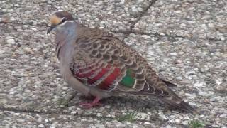 Displaying Common Bronzewing [upl. by Stella840]