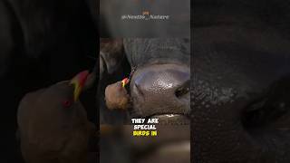 Oxpecker  Natures Spa [upl. by Atinus81]