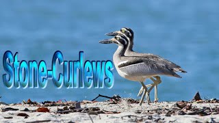 Stone curlews  Docmentary [upl. by Henderson]