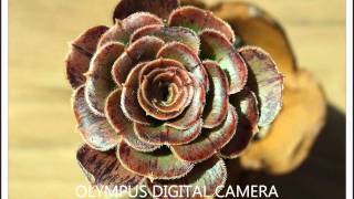 Aeonium arboreum var holochrysum [upl. by Caty863]