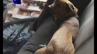 ROMA SFRATTATO VIVE IN MACCHINA CON IL CANE SOS SU YOUTUBE [upl. by Ares]