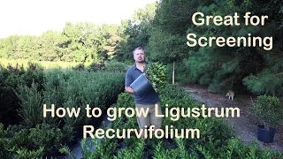 Ligustrum Recurvifolium is the make your neighbor go away plant [upl. by Ecidnak]