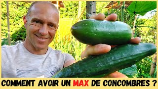 CONCOMBRES AU POTAGER  Taille tuteurage variétés [upl. by Nagear]