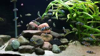 Haplochromis latifasciatus [upl. by Kirad]